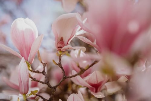 Magnolienbluete Salzburg SLT Makartplatz