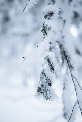Winter Zweig Schnee_1 c SLT Fakten und Wahrheiten über Schnee und Eis im Winter Luft riecht nach Eiskristallen