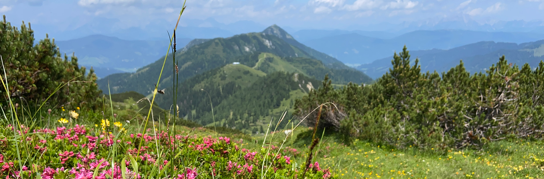 Natur in der Salzbuerger Bergwelt