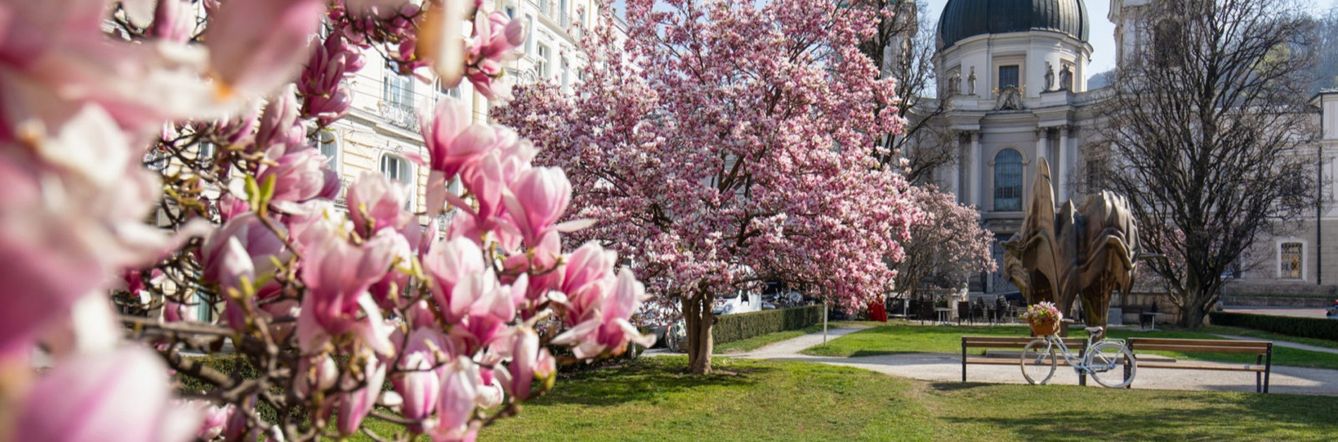 Magnolienbluete Salzburg Familienausflug Flachau