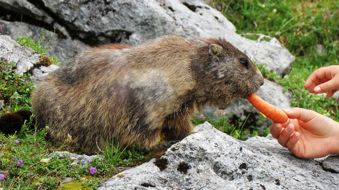 Naturschauplaetze Flachau Murmeltier Alternativprogramm